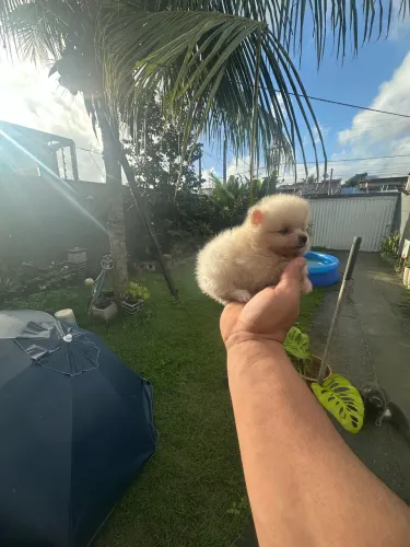 Filhotes de Spitz alemão anão 