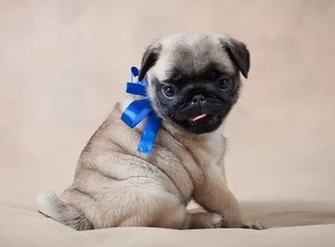 Pug - Amor Que Cria Laços 
