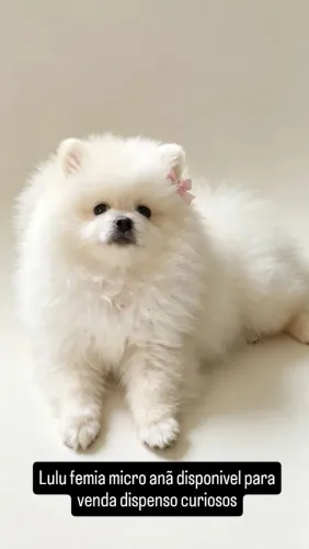 Lulu da pomerania micro