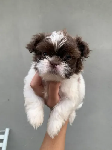 Shih tzu