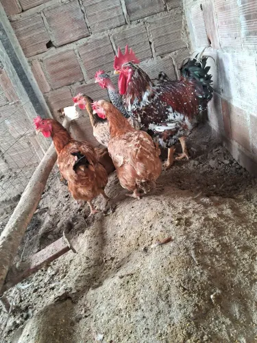 Vendo lote de galinha gsb com galo