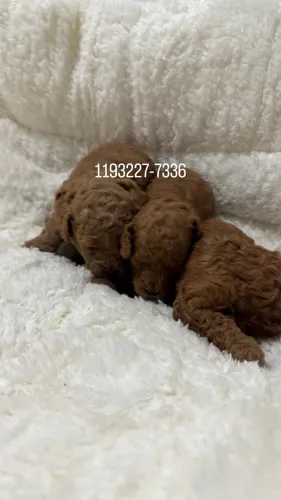     Poodle Toy Red de Alta Qualidade Loja Física