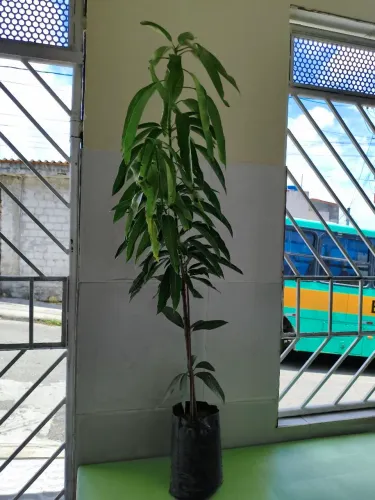 Pé de manga espada enxertada 