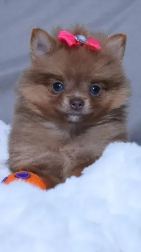 Filhote Spitz Pomerania Chocolate Femea