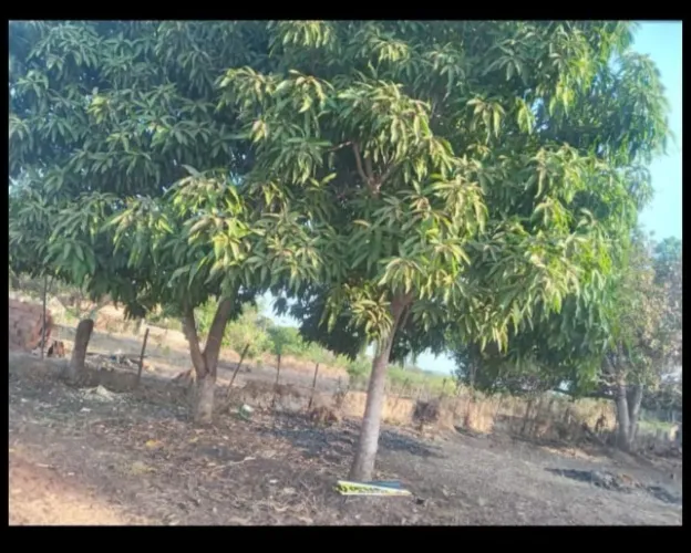 Terrenos ao lado da fazenda real a partir de 25.000$