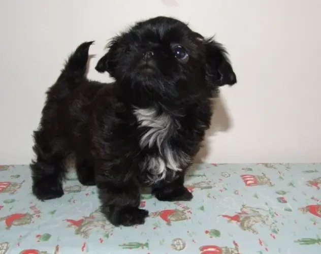 Filhotes de Shih Tzu | Filhotes cheios de personalidade.