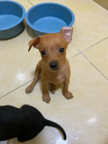Pinscher 01