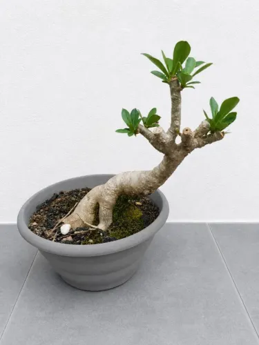 Rosa do Deserto