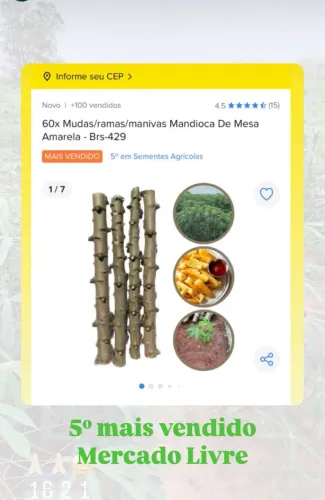 Mudas para plantio de mandioca 