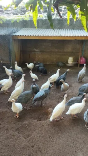 Galinhas de Angola