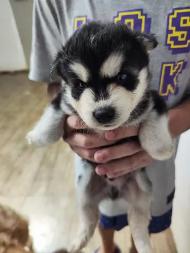Husky siberiano macho puro
