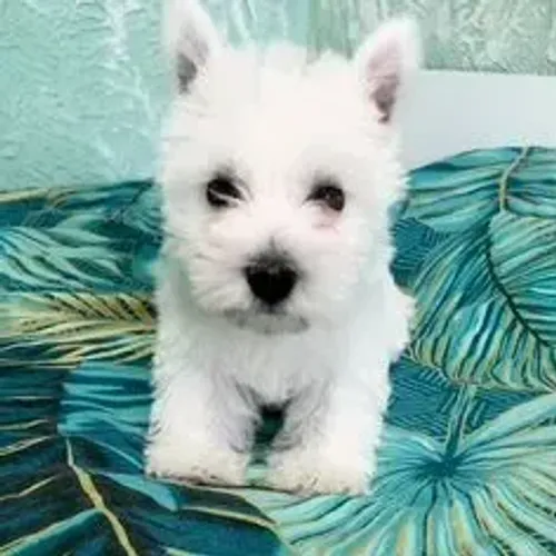 West Terrier Filhotes de Confiança