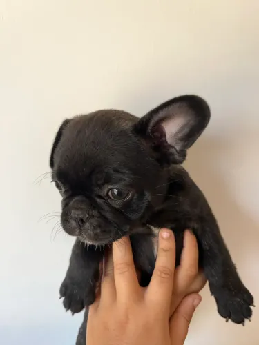 Filhotes Pug