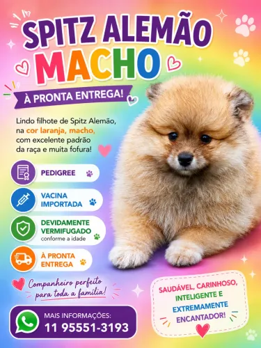 Macho maravilhoso Lulu com pedigree 