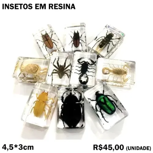 Insetos em Resina