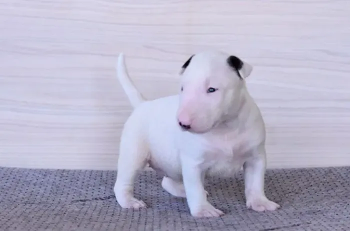 Filhote da raça Bull Terrier