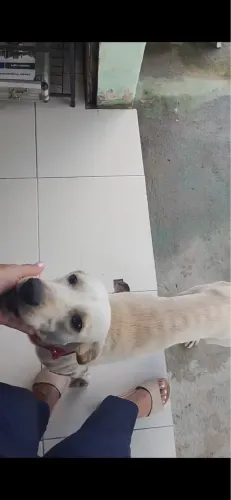 CACHORRO PARA ADOÇÃO 