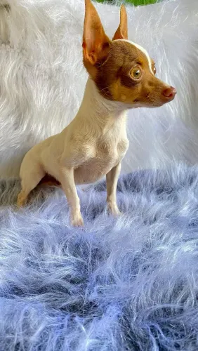 Pinscher Macho para cruza 
