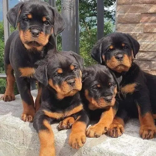 Rottweiler tá acabando pedigree e parcelo ...puros 