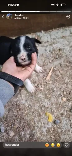 Lindos cachorros Border Collie