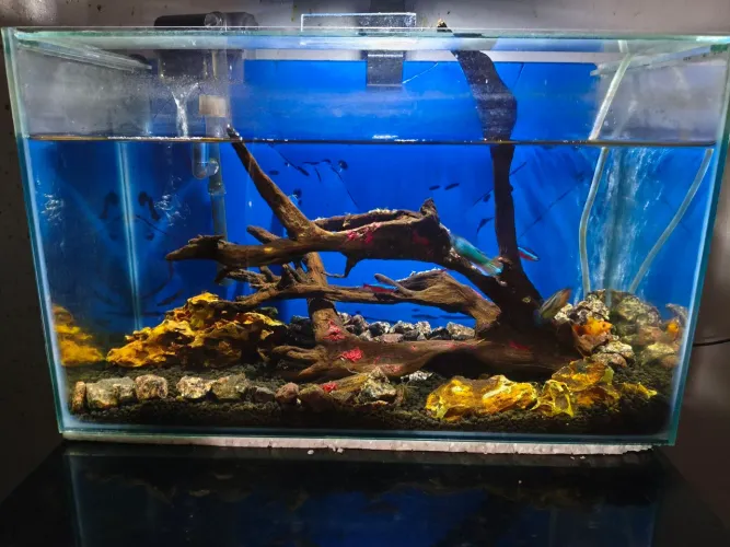 Aquário completo 18L