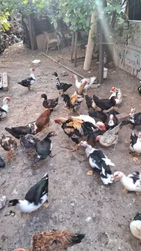 VENDO GALINHAS E PATOS