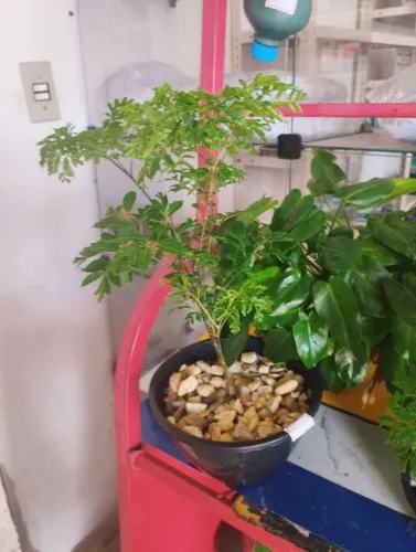 Plantas Árvore da felicidade