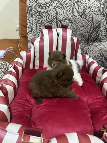 Filhote de spitz alemão 