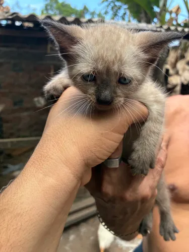 Doa-se gatinhos vermifugados