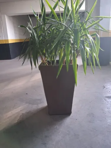 Vendo excelente vaso yucca