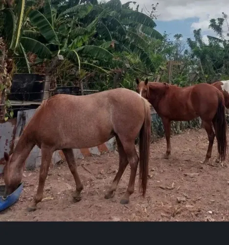Eguas Lindas