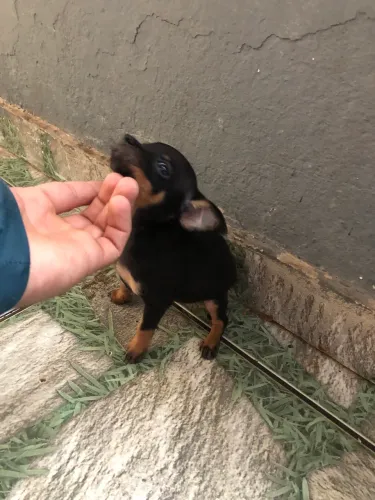 Vendo Pinscher fêmea