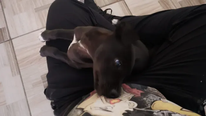 Cachorro para adoção