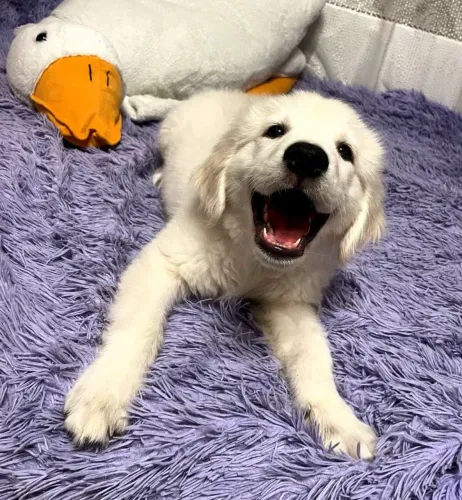 Golden Retriever Seu novo motivo para voltar sorrindo pra casa