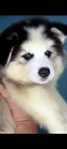 Husky Siberiano Filhotes
