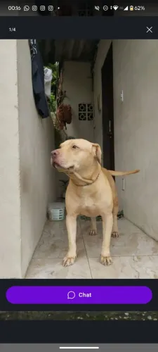 Filhote fêmea de Pitbull com labrador