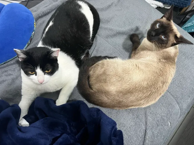 Doação de gatos