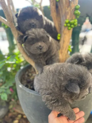 Filhote de Chow Chow Azul