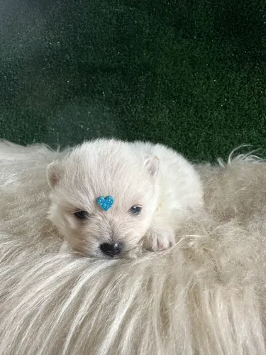 Lulu da Pomerania anão