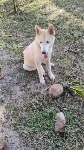 Doação Husky siberiano 