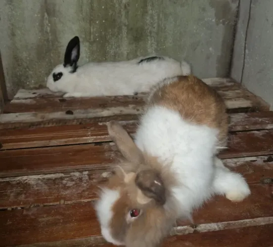 Vendo casal de coelhos adultos