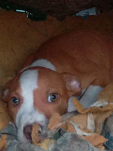 Filhote de Pitbull disponível o último 350 reais