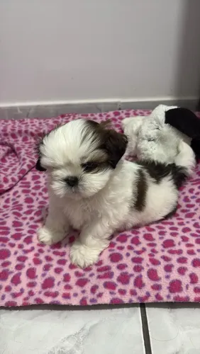 Shih tzu