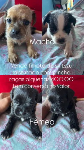 Vendo filhote de shitszu misturado com pinche raças piquenas