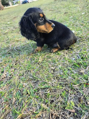 Dachshund pelo longo mini