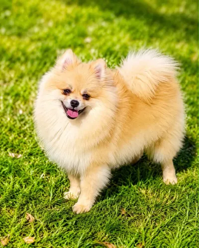 Macho de spitz alemão 7 meses