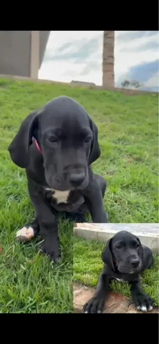 Filhote fêmea Dogue alemão preta
