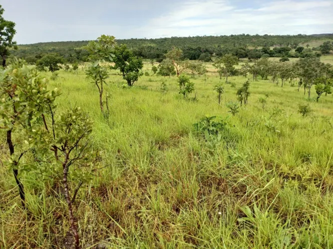 ? OPORTUNIDADE DE FAZENDA EM LAGOA DO TOCANTINS - TO ?