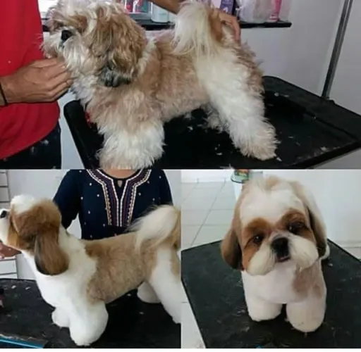 Curso Banho e Tosa!