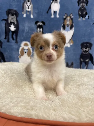Border Collie cores e informações, ligue ou chame no what's